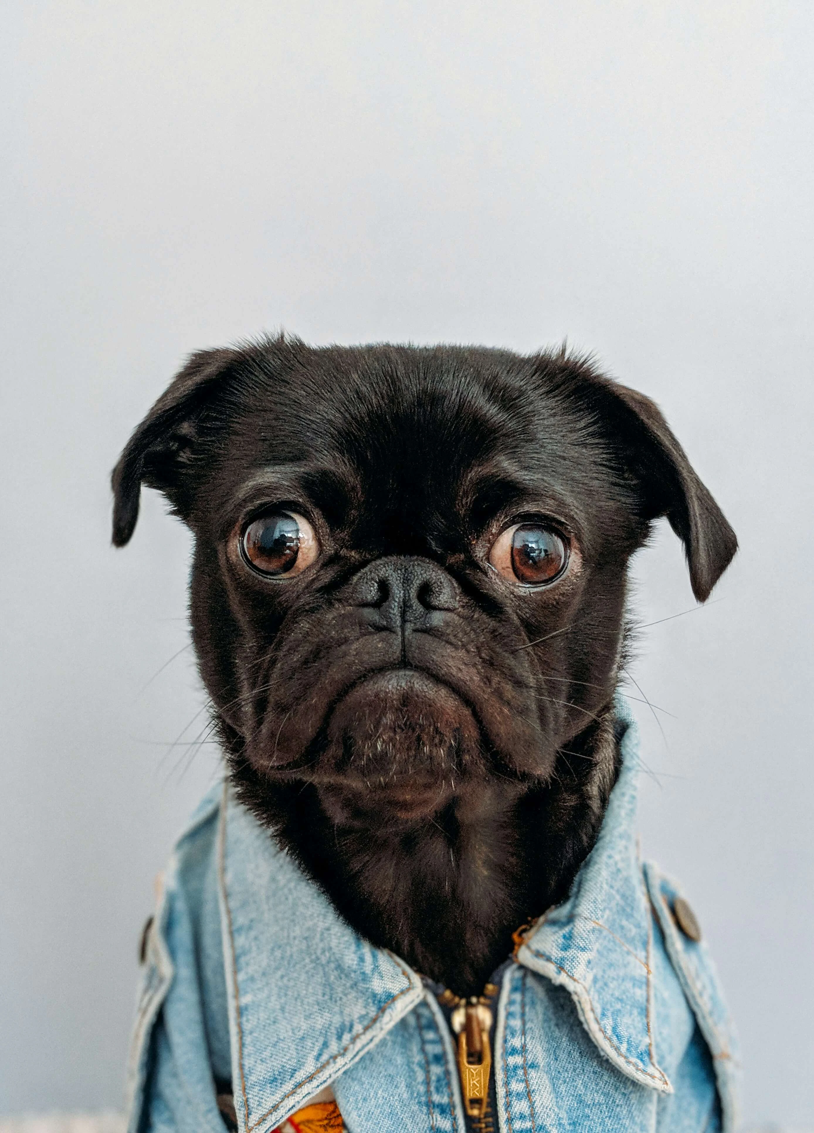 profile image of a dog is a good way to attract viewers to your tiktok content