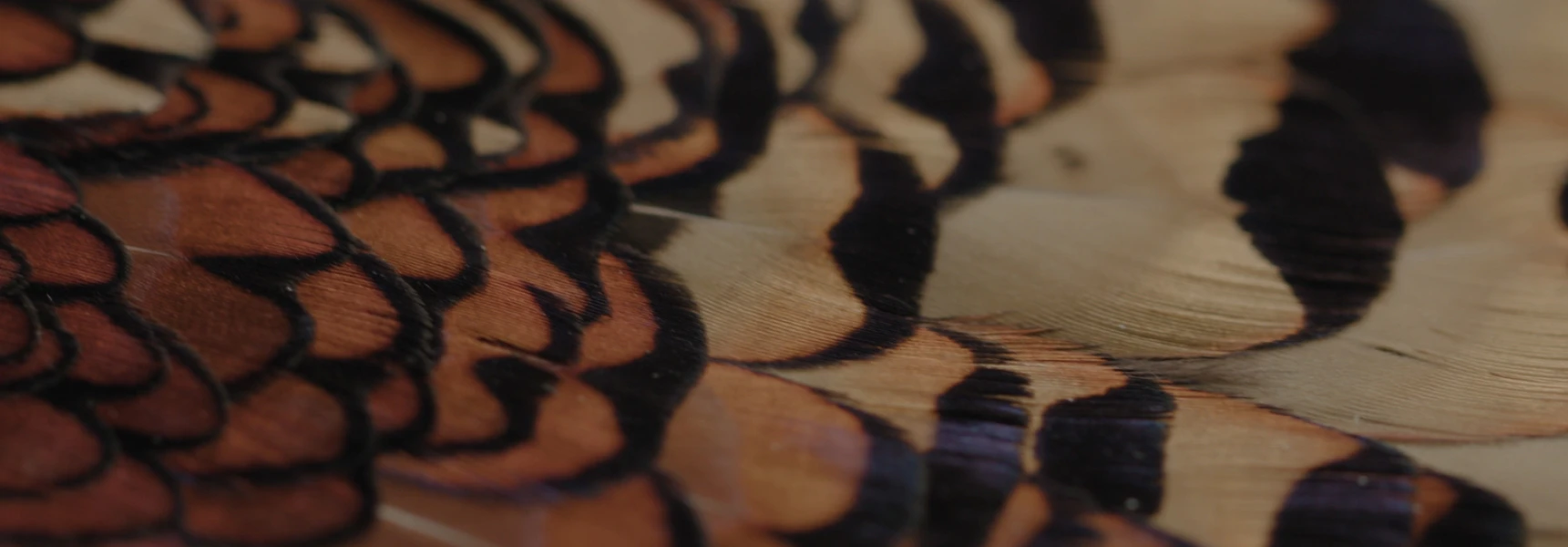 The power of the close-up shot: why, when, and how to use it