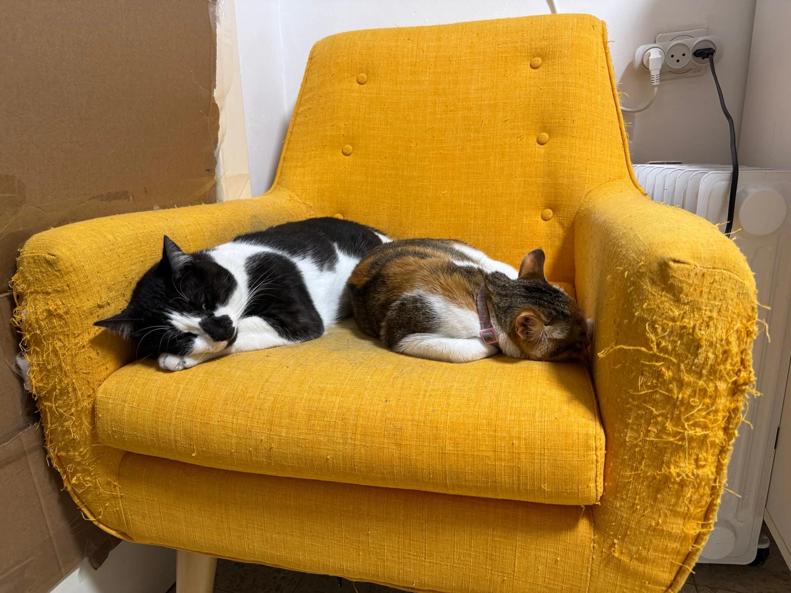 A photo of two cats are sleeping on a yellow armchair used as a start frame to generate a video with Kling 1.6 on Artlist.